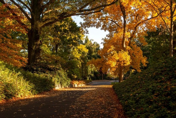 The Brooklyn Botanic Garden