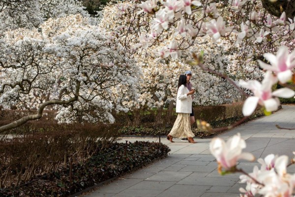 The Brooklyn Botanic Garden