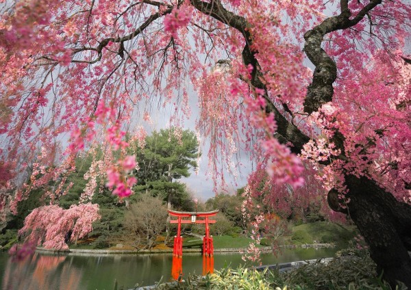 The Brooklyn Botanic Garden