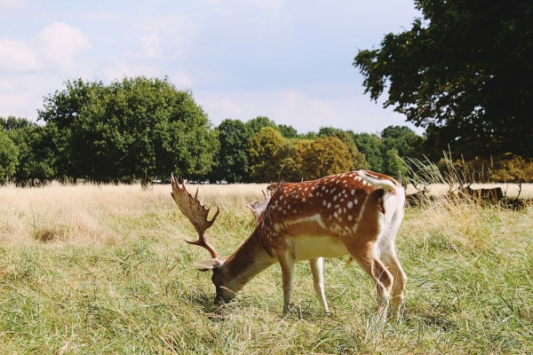 Bushy Park